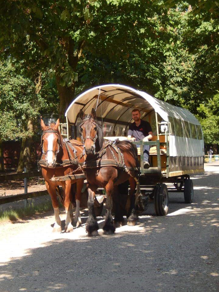 Paard & Wagen